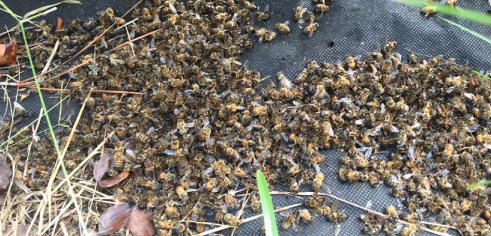 abeilles, miel, cire, avenir